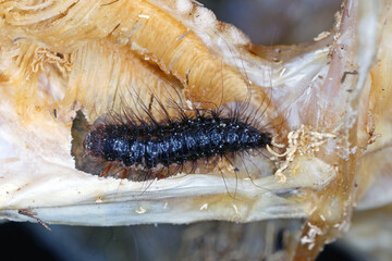 Dermestes undulatus is a species of carpet beetle in the family Dermestidae. Larva on dead fish.