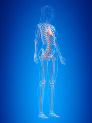3d rendered illustration of the female vascular system