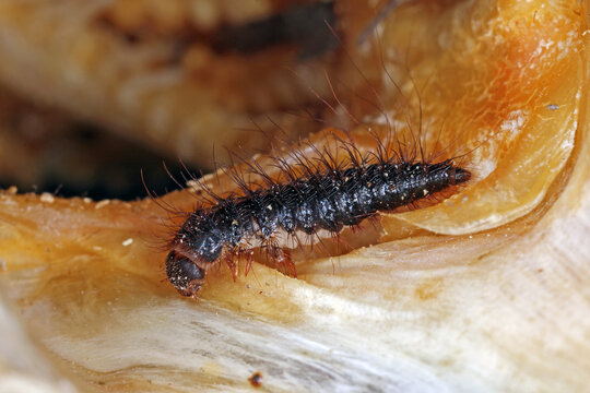 Dermestes undulatus is a species of carpet beetle in the family Dermestidae. Larva on dead fish.