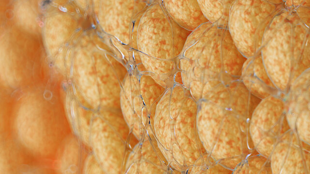 3d rendered illustration of fat cells