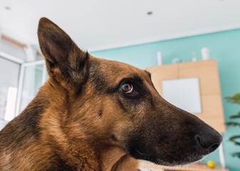 german shepherd portrait