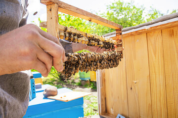 Beekeeping queen cell for larvae of queen bees. beekeeper in apiary with frame with sealed queen...