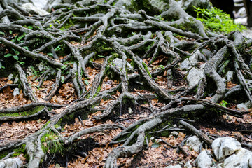 Roots of the old giant tree