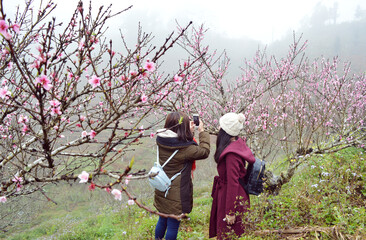 Asian girls taking photos of peach blossoms in Sapa, Vietnam during spring