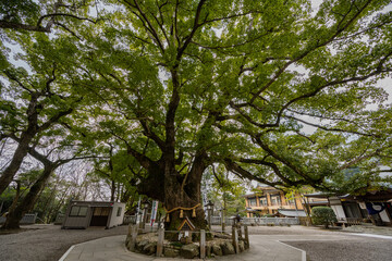 大麻比古神社 - 大楠