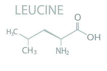 Leucine molecular skeletal chemical formula.