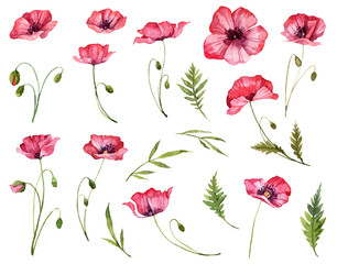 Set of hand painted watercolor poppy botany with green leaves isolated on a white background. High quality hand painted blooming flowers collection