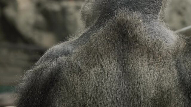 The powerful back of a large male gorilla. Behind him in the distance are several females. Dominance and dangerous animals. Tilt shot