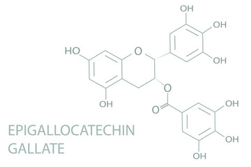 Epigallocatechin gallate molecular skeletal chemical formula.