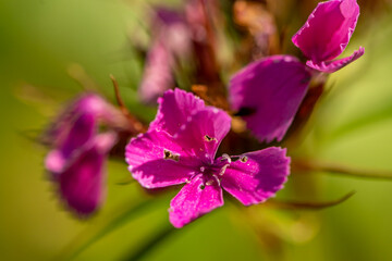 Fototapeta na wymiar Dianthus barbatus flower growing in mountains