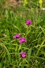 Dianthus barbatus flower growing in mountains, close up shoot	