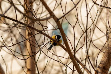A tit in a city park in winter!