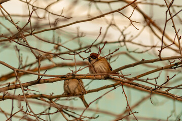 A sparrow in a winter city park!