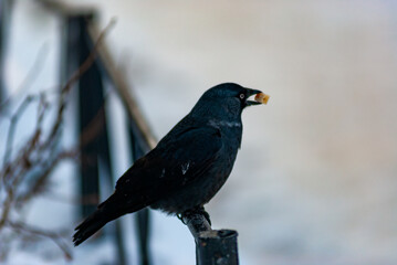 A crow in the city square of Togliatti!