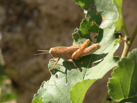 Locusts (grasshopper) Eating A Leaf