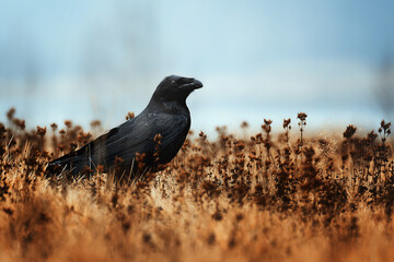 Raven (Corvus corax) detail portrait
