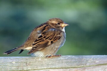 Sparrow resting 