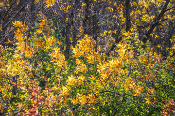 Detail of a wooded area in the fall with the leaves showing their autumn colors in North Dakota.