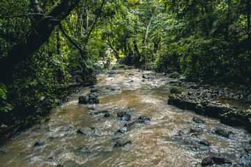 River in the forest