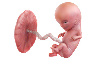 3d rendered medically accurate illustration of a human fetus - week 11 - obrazy, fototapety, plakaty