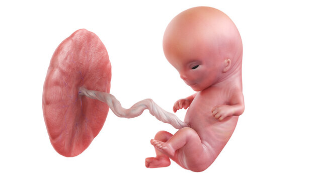 3d rendered medically accurate illustration of a human fetus - week 11