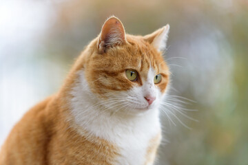 Stray cat (Brown and white cat)