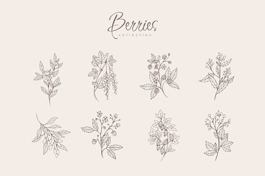 Different berries floral branch set. Hand drawn line wedding herb, elegant leaves for invitation save the date card. Botanical rustic trendy greenery