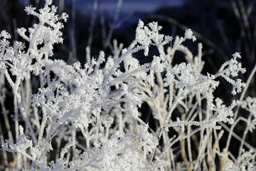 Hintergrund Winter - Nahaufnahme von wunderschönen Eiskristallen an einem Hartriegel