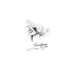 Hand drawn illustration of sunflower, monochrome line art. Isolated on white logo flower.