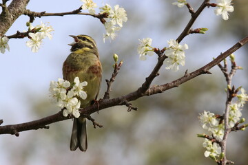 Bruant zizi - 2021 04 05 0841 - Yonne 5985