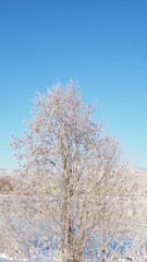 Fototapeta na wymiar Tree in the cold of winter