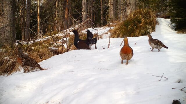 Flock of western capercaillie, tetrao urogallus, lekking in a meting season in winter. Large black birds displaying and courting to brown females in a forest with dry trees.
