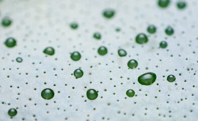 macro nature