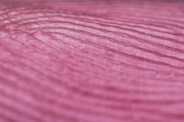 close up of pink fabric