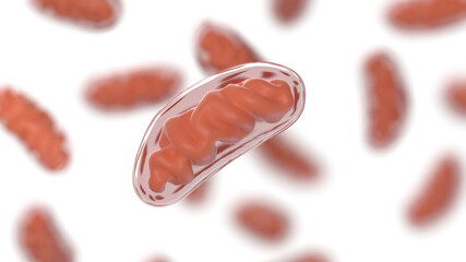 3d rendered illustration of mitochondria - obrazy, fototapety, plakaty