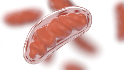 3d rendered illustration of mitochondria - obrazy, fototapety, plakaty