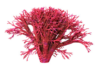 3D Rendering Coral on White © photosvac