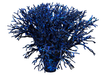 3D Rendering Coral on White © photosvac