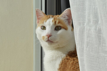 Cat sitting in the sun beside the window in a house.  Happy pet relaxing at home.  Comfy ginger and white cat. Copy space is on the left side.