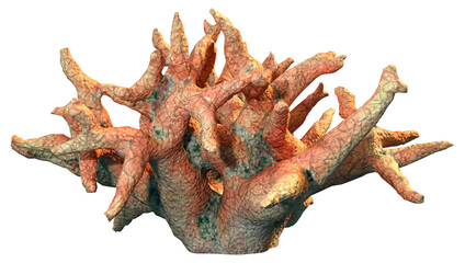 3D Rendering Coral on White © photosvac