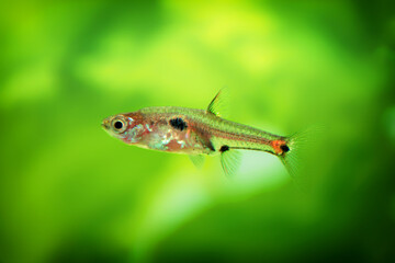 Dwarf rasbora, Rasbora maculata Freshwater fish in the nature aquarium, is often as often referred as Boraras maculatus. Animal aquascaping photography with a focus gradient and soft background.