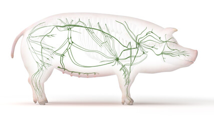 3d rendered illustration of the porcine anatomy - the lymphatic system