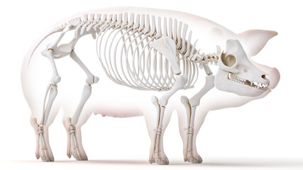 3d rendered illustration of the porcine anatomy - the skeleton