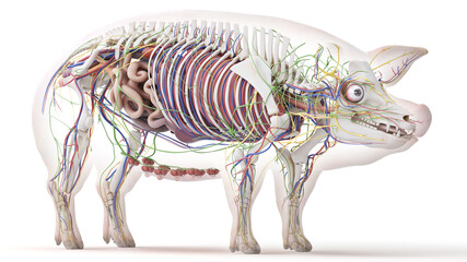 3d rendered illustration of the porcine anatomy