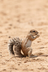 Ground Squirrel in the Kgalagadi