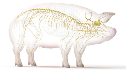 3d rendered illustration of the porcine anatomy - the nervous system