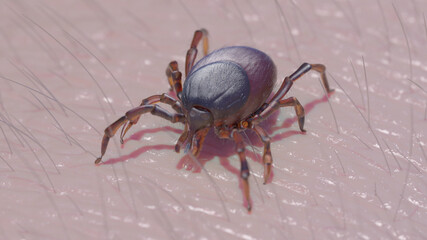 3d rendered illustration of a tick crawling on skin