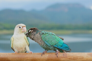 Two green cheek conure turquoise and cinnamon opaline mutations color on sky and mountain background, the small parrot of the genus Pyrrhura, has a sharp beak. Native to South America (Amazon).