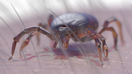 3d rendered illustration of a tick crawling on skin
