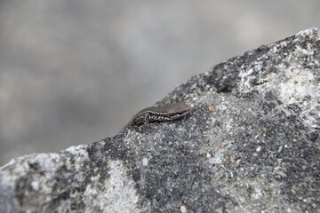 lizard on the stone